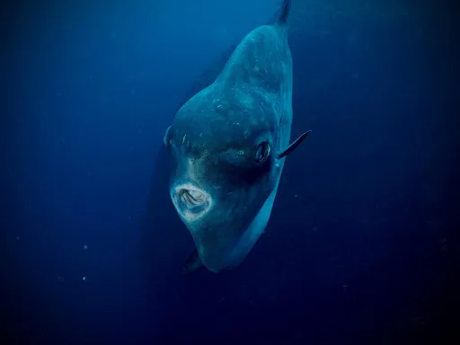 Bali Aqua - Nusa Penida Dive Center 4