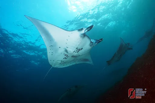 Manta Point 1