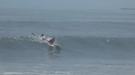 Alie Surf Coach & Guide 3