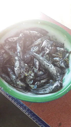 PolloS Mart 3