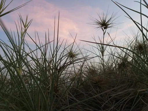 Pengambengan Sunset View 3