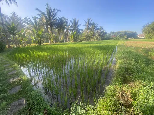 One Fit Wellness Bali 3